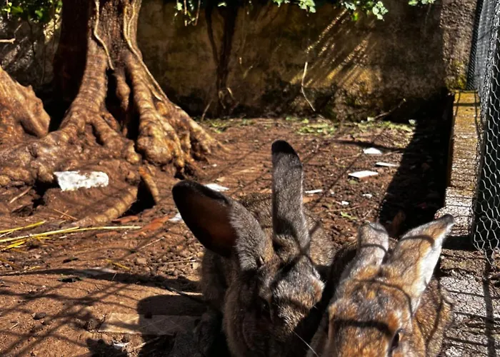 Casa Milheirices * São Mamede